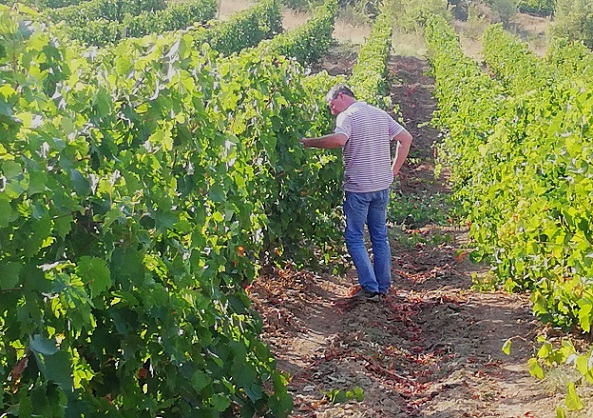 Klemen checking grapes